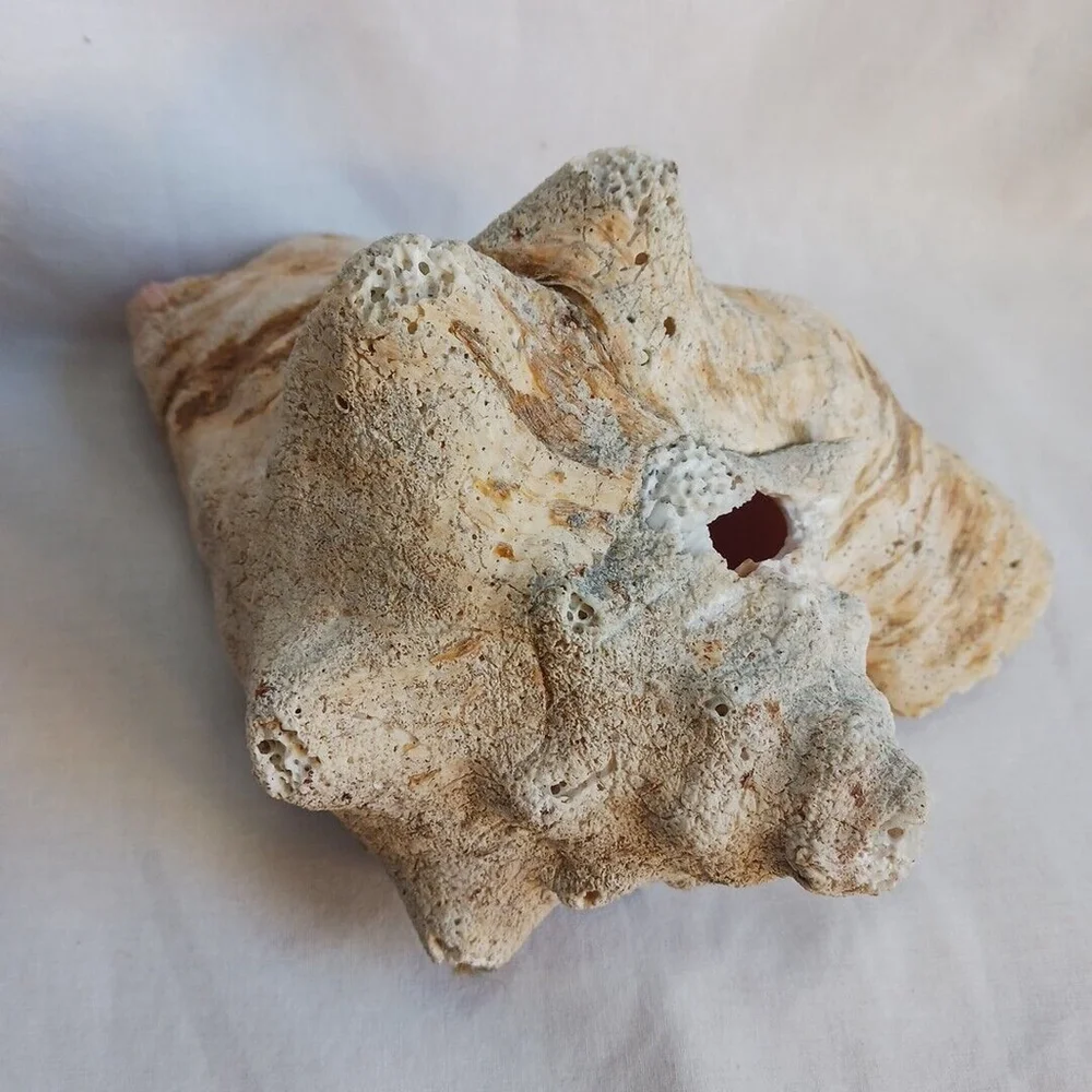 Vintage CONCH Large Natural Seashell CORALIZED WEATHERED BEACHCORE HEAVY FOSSIL